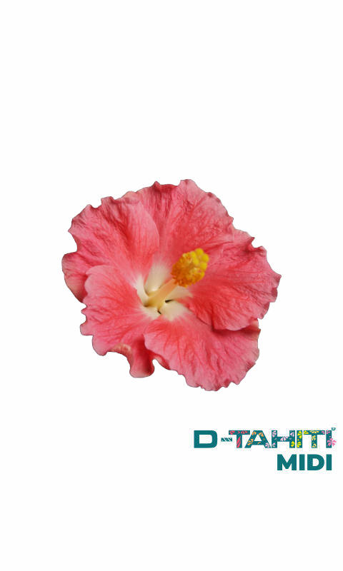 Hibiscus Diem D-Tahiti Midi®
