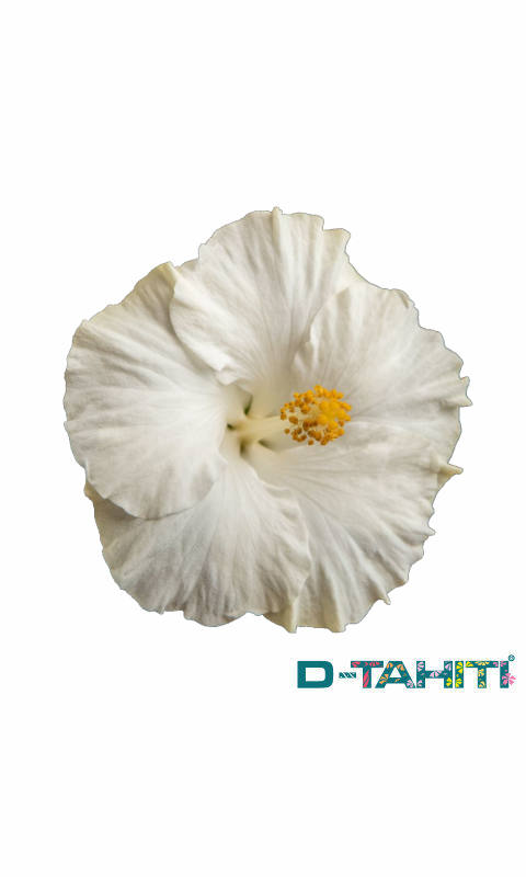 Hibiscus Diem D-Tahiti®