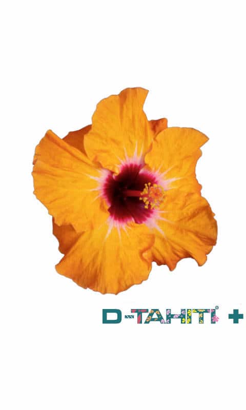 Linea D-Tahiti +